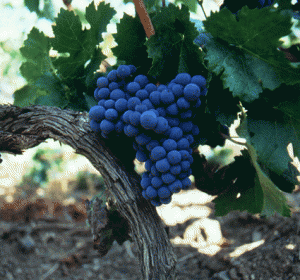 Cabernet Sauvignon