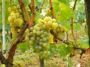 Chardonnay_Moldova