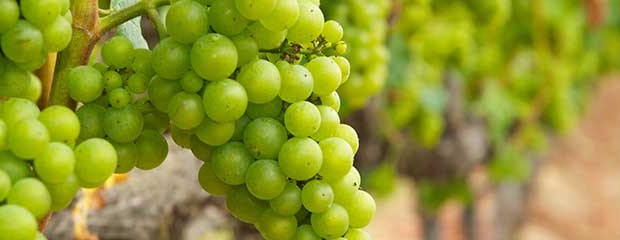 Resultado de imagen de chardonnay uva