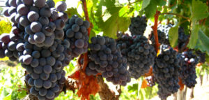 garnacha_priorat