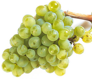 verdejo