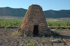 viñedos enología