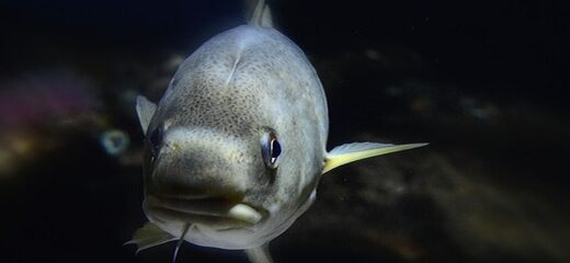 El bacalao uno de los pescados más consumidos en España