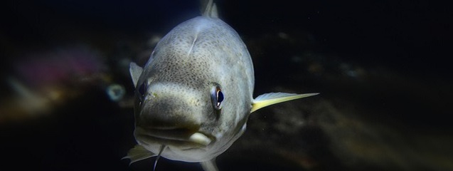 El bacalao uno de los pescados más consumidos en España