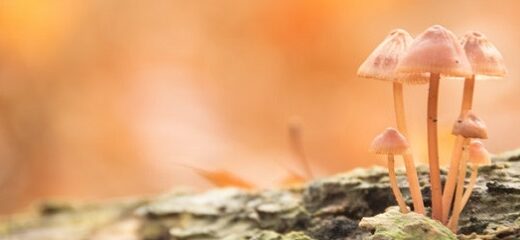 Las principales setas de otoño invierno en España