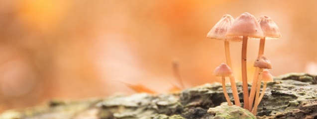 Las principales setas de otoño invierno en España