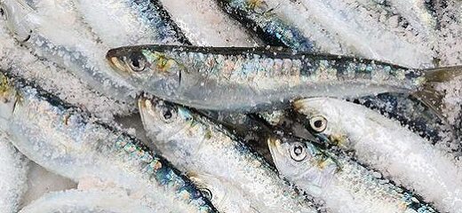 Sardinas, un pescado con muchas propiedades