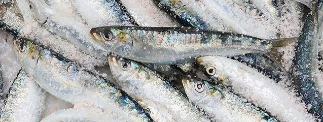 Sardinas, un pescado con muchas propiedades