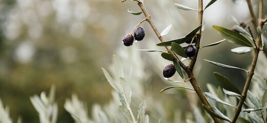 El olivo: el árbol que cambió la gastronomía mediterránea