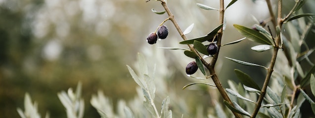 El olivo: el árbol que cambió la gastronomía mediterránea