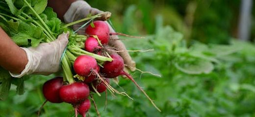 Del huerto a la mesa: cocina sostenible y de temporada para un futuro más verde