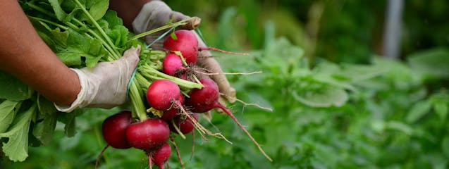 Del huerto a la mesa: cocina sostenible y de temporada para un futuro más verde