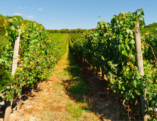Mejores vinos de Italia