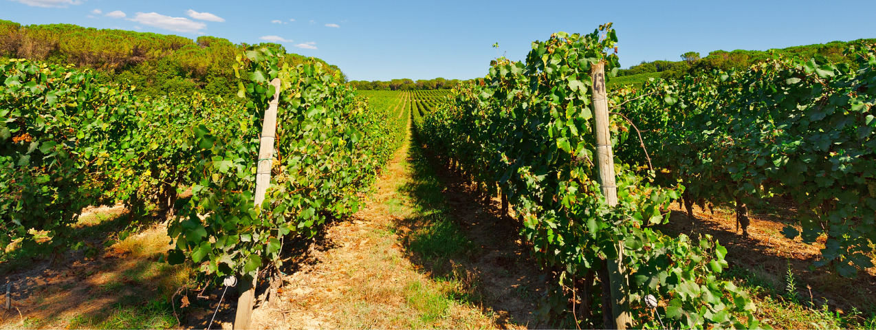 Mejores vinos de Italia