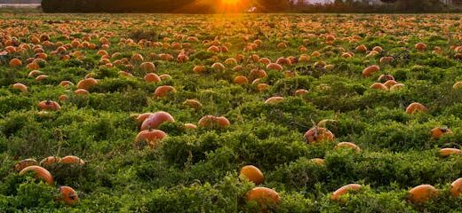 Gastronomía de Temporada: Del campo a la mesa
