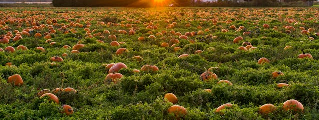 Gastronomía de Temporada: Del campo a la mesa